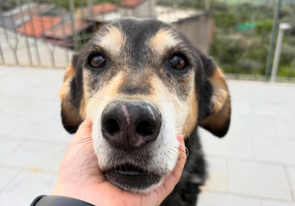 foto-kira