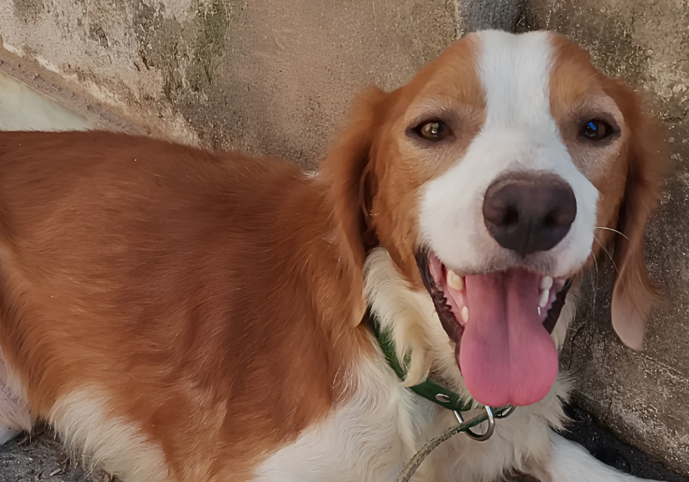 cookie-foto