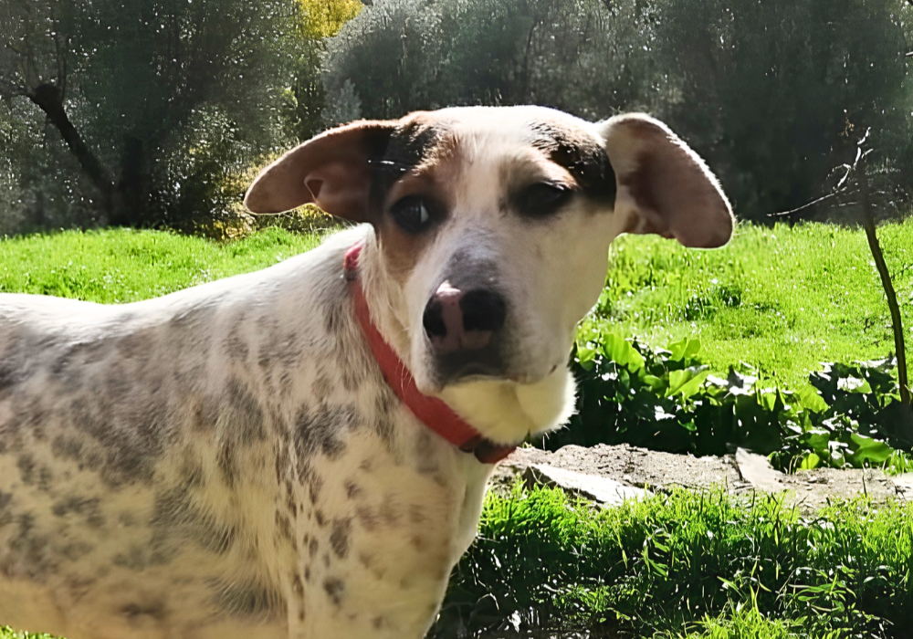 milo-foto