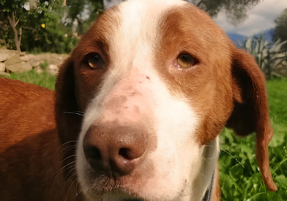 romeo-foto