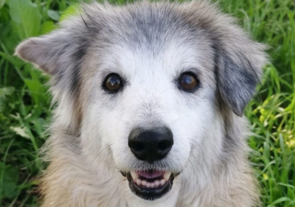 tilda-foto